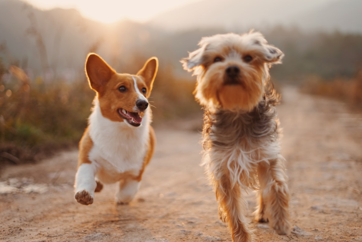 Zwei Hunde rennen gemeinsam über einen Feldweg