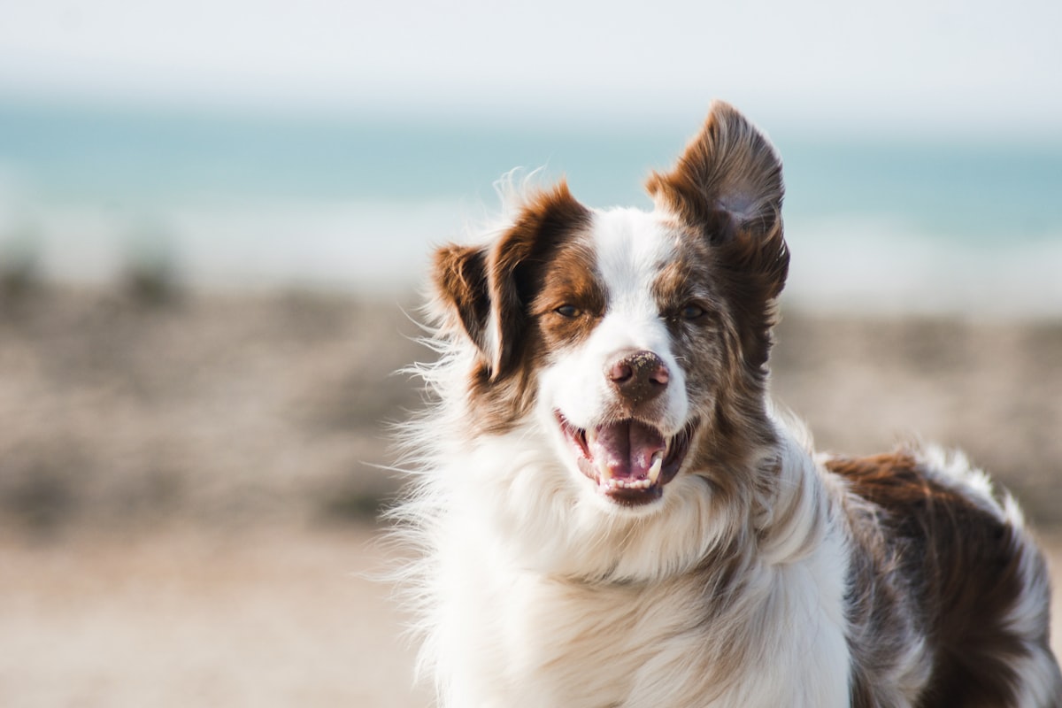 Glücklicher Collie am Strand