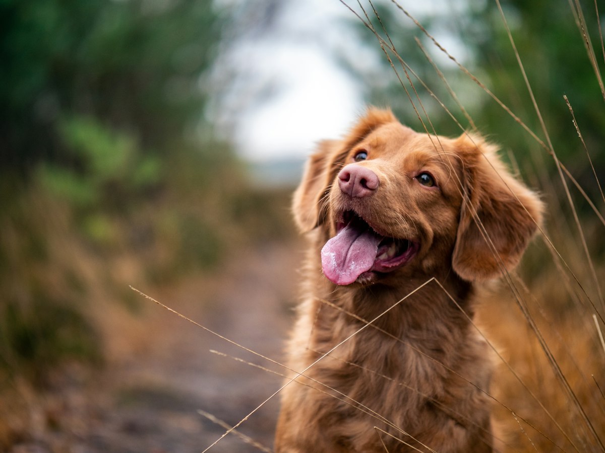 Ein rötlich-brauner Hund sitzt glücklich auf einem Waldweg