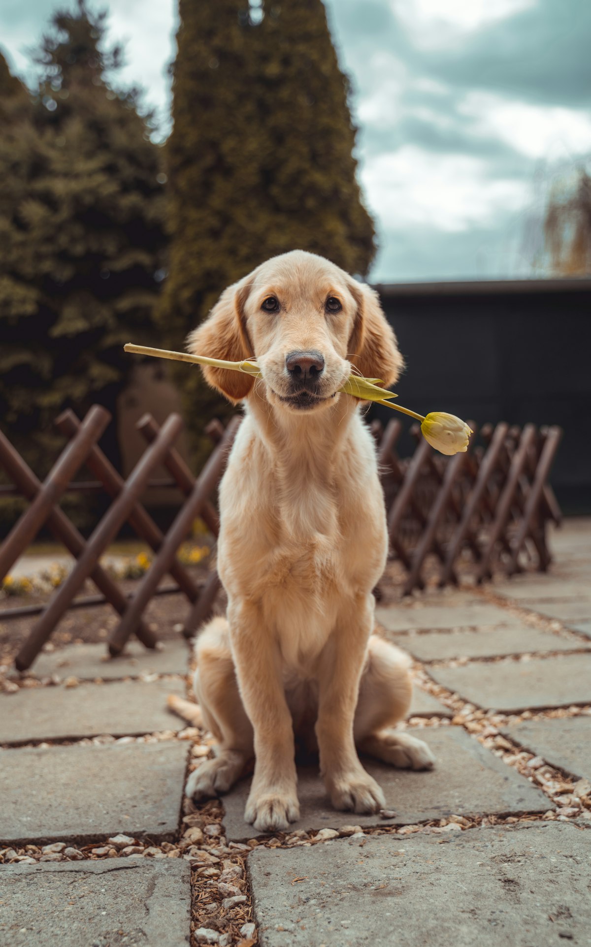 Golden Retriever mit einer Tulpe im Maul